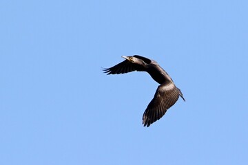 kormoran © Robert