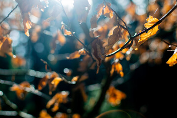 Herbstblätter im Wald, Herbstbeginn