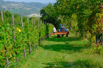 vineyard workers in autumn across mountains landscape. Worker on tractor in vines. Winemaking industry. Agriculture. 