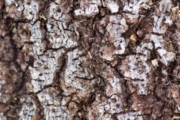 fond ecorce arbre 