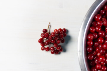 Ripe red viburnum berries raceme on white background
