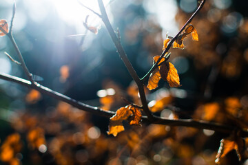 Herbstblätter im Wald, Herbstbeginn