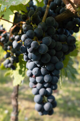 Large cluster of red wine grapes hang from a vine with beautiful leaves around it