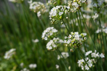 Flowers of the Allium tuberosum or Garlic Chives in a vegetable garden in Steyl, the Netherlands. Blurred background