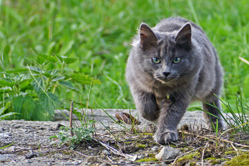Naklejka na ściany i meble A stray cat carefully looks ahead of itself assessing the danger that has arisen