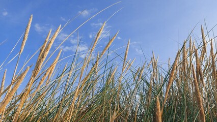 grass and sky coastal