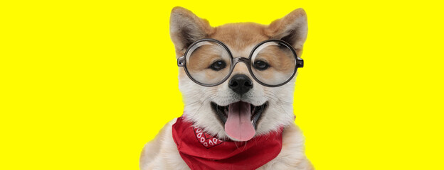 adorable akita inu dog wearing red bandana and glasses
