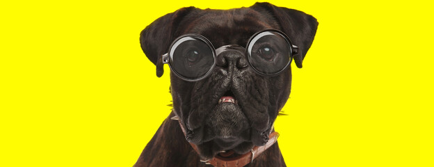 adorable curious boxer doggy wearing glasses and looking up