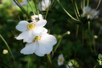 Fototapeta premium White Anemones hybrida Honorine Jobert with branches and blurred green leaves in background