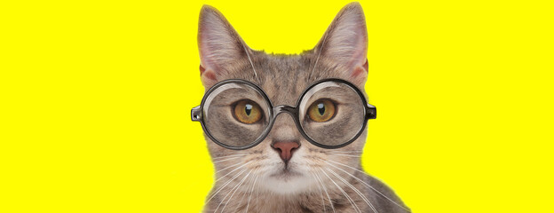 adorable kitten wearing glasses