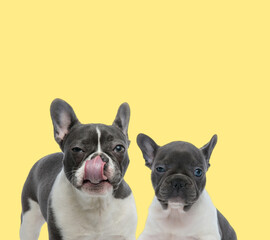 couple of french bulldog dogs sitting and licking nose