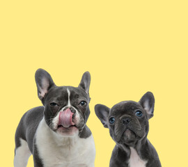 couple of french bulldog dogs sitting and licking nose