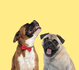 Fototapeta premium couple of dogs howling and sticking out tongue