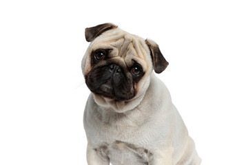 Obraz premium Wondering Pug puppy looking forward with his head tilted