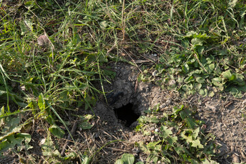 Mouse holes in a field. The pasture has been destroyed by the mice
