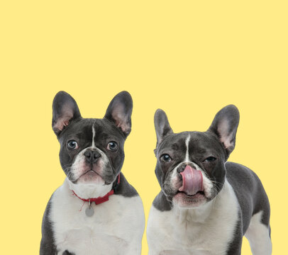 Two French Bulldog Dogs Wearing Red Leash And Licking Nose