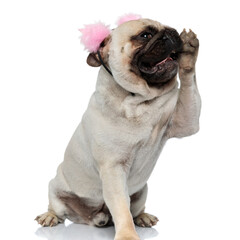 Cheerful Pug puppy wearing and earmuffs holding paw like gossiping - obrazy, fototapety, plakaty