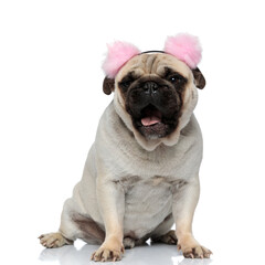 Obraz premium Tired Pug puppy wearing earmuffs and panting