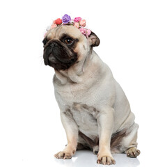 Shy Pug puppy wearing flower crown and looking away curious