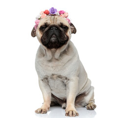Obraz premium Happy Pug puppy wearing flower crown with his eyes closed