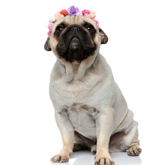 Dutiful Pug puppy wearing a flower crown and curiously looking