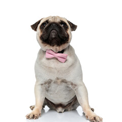 Obraz premium Charming Pug puppy wearing pink bowtie while sitting