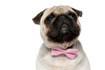 Closeup of curious Pug puppy wearing pink bowtie