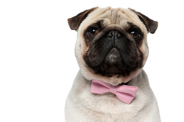 Closeup of lovely Pug puppy wearing pink bowtie