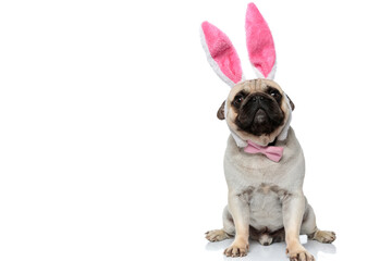 Clumsy Pug puppy wearing heaband with rabbit ears and bowtie