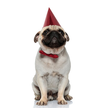 Cheerful Pug puppy wearing party hat and bowtie, smiling