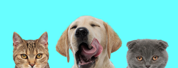 Labrador Retriever dog yawning next to two cats