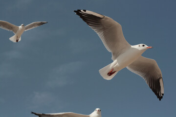 seagull flying over the sea