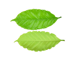 Fototapeta premium Arabica coffee leaf on a white background.