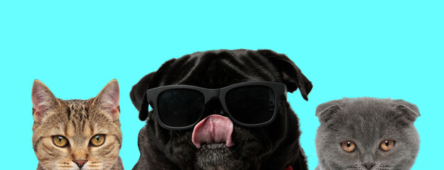 3 animals are looking at camera and licking mouth