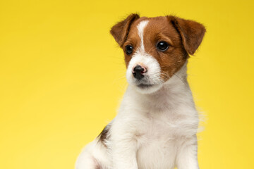 Confident Jack Russell Terrier looking away while sitting