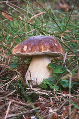 Boletus edulis edible mushroom in the forest, macro photography