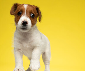 Concerned Jack Russell Terrier puppy discreetly looking away