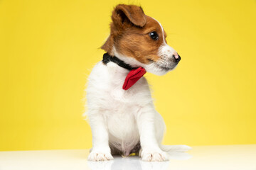Curious Jack Russell Terrier cub wearing bowtie and looking away