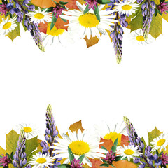 Beautiful floral background of maple, lupine, chamomile and clover leaves. Isolated