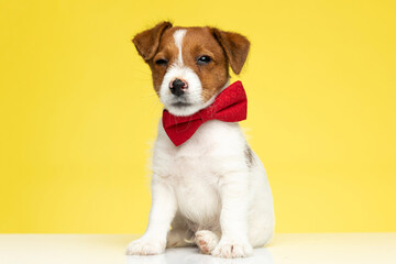 Suspicious Jack Russell Terrier wearing bowtie and winking