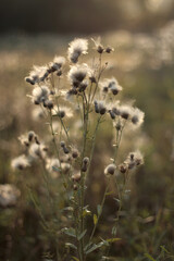 autumn flowers on the field
