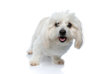 cute bichon dog standing against white background