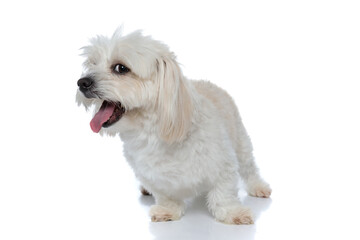 furry bichon dog sticking out tongue and yawning