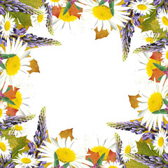 Beautiful floral background of maple, lupine, chamomile and clover leaves. Isolated