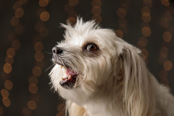 cute bichon dog barking to a side