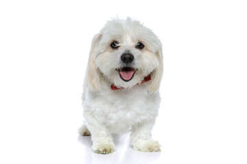 cute little bichon dog sticking out his tongue