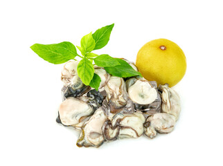 Oysters with lemon and  leaf basil isolated on a white background