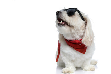 cute bichon dog wearing sunglasses and bandana