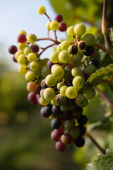 Large clusters of wine grapes hang from a vine with beautiful leaves around it. Narrow depth of field