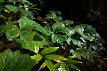 Vegetation of Olympic National Park, Washington State.